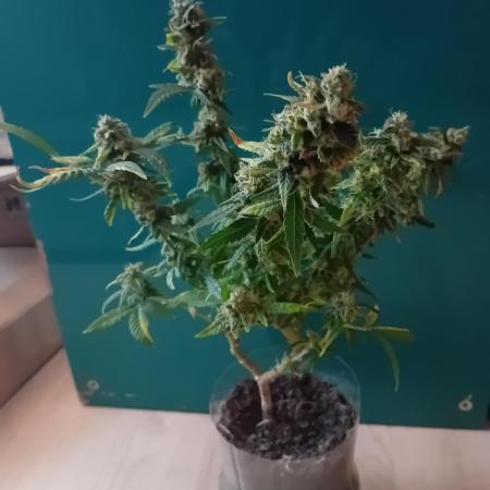 Experiment #1 Heartgrow- unknown seed