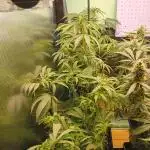 Amnesia XXL - Fem    "LINDA SEEDS"