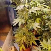 Auto Do Si Dos by Linda Seeds