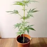 Auto Rainbow Sherbet #11- Advanced Seeds