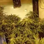 Amnesia XXL - Fem    "LINDA SEEDS"