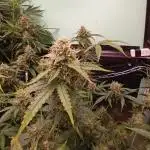 GG4 Auto "OriginalSensible"