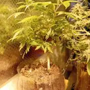 Experiment #1 Heartgrow- unknown seed