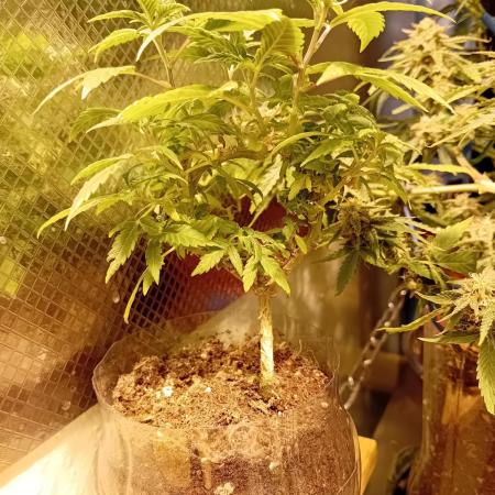 Experiment #1 Heartgrow- unknown seed