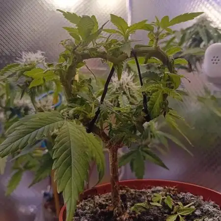 Experiment #1 Heartgrow- unknown seed