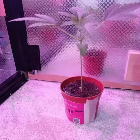 Bruce Banner - Photo -  by Linda Seeds