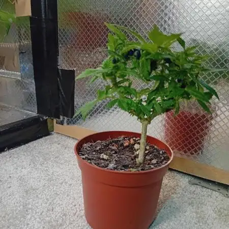 Experiment #1 Heartgrow- unknown seed