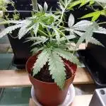 Bruce Banner - Photo -  by Linda Seeds