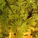 Amnesia XXL - Fem    "LINDA SEEDS"