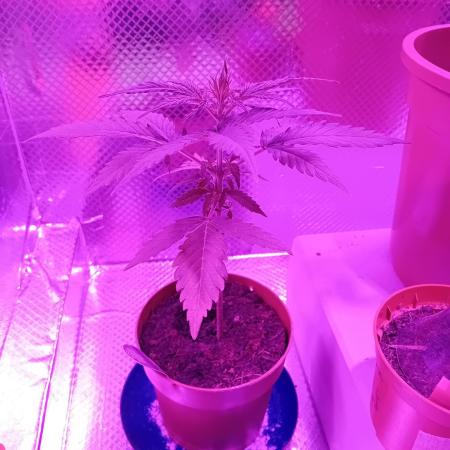 Auto Rainbow Sherbet #11- Advanced Seeds