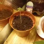 Auto Rainbow Sherbet #11- Advanced Seeds