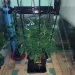 GG4 Auto "OriginalSensible"