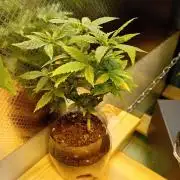 Experiment #1 Heartgrow- unknown seed