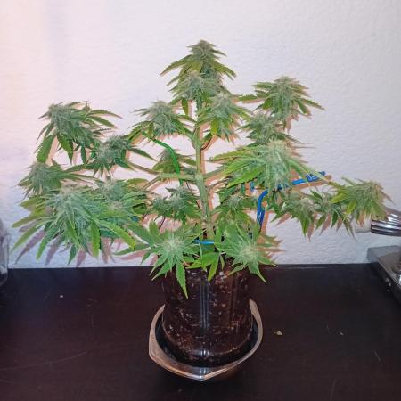 Auto Cherry Kush Coke - Linda Seeds