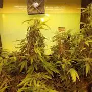 Amnesia XXL - Fem    "LINDA SEEDS"
