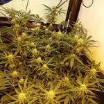 GG4 Auto "OriginalSensible"