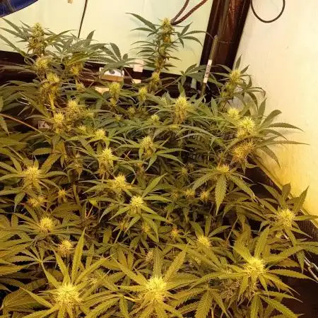 GG4 Auto "OriginalSensible"