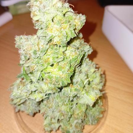 Auto Cherry Kush Coke - Linda Seeds