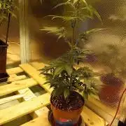 Auto Do Si Dos by Linda Seeds