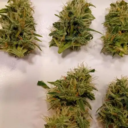 Moby Dick Auto  Barney's Farm Microgrow