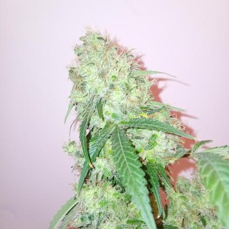 Bruce Banner - Photo -  by Linda Seeds