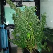 Amnesia XXL - Fem    "LINDA SEEDS"