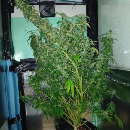 Amnesia XXL - Fem    "LINDA SEEDS"