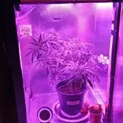 Bruce Banner - Photo -  by Linda Seeds