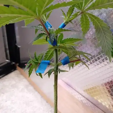 Bruce Banner - Photo -  by Linda Seeds