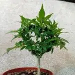 Experiment #1 Heartgrow- unknown seed