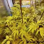 Amnesia XXL - Fem    "LINDA SEEDS"