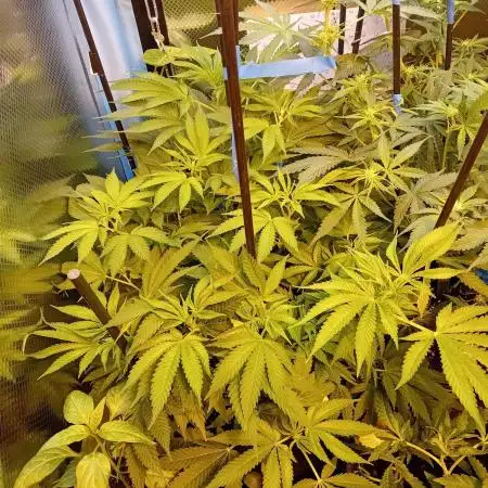 Amnesia XXL - Fem    "LINDA SEEDS"