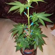 Auto Do Si Dos by Linda Seeds