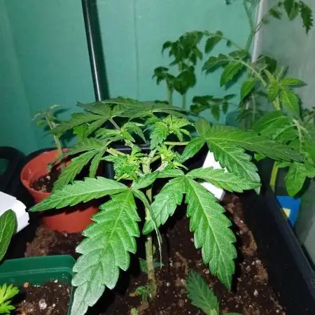 GG4 Auto "OriginalSensible"