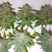 Auto Cherry Kush Coke - Linda Seeds