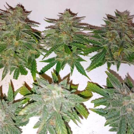 Auto Cherry Kush Coke - Linda Seeds