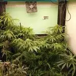 Amnesia XXL - Fem    "LINDA SEEDS"