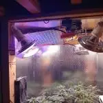 Moby Dick Auto  Barney's Farm Microgrow