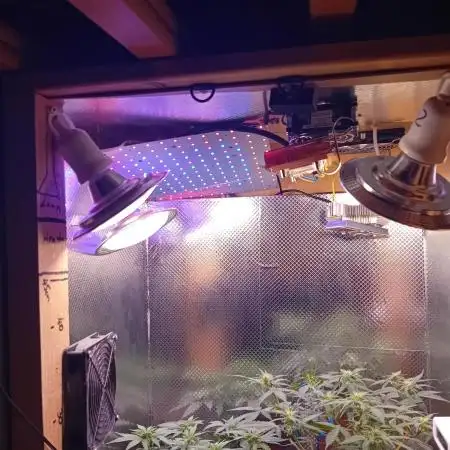 Moby Dick Auto  Barney's Farm Microgrow