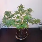 Auto Cherry Kush Coke - Linda Seeds