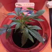 GG4 & Cherry Kush Coke Auto  Linda Seeds