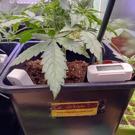 GG4 Auto "OriginalSensible"