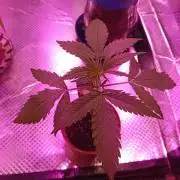 Auto Rainbow Sherbet #11- Advanced Seeds