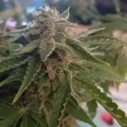 Auto Cherry Kush Coke - Linda Seeds