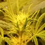 GG4 Auto "OriginalSensible"