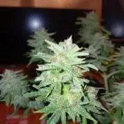 Auto Cherry Kush Coke - Linda Seeds