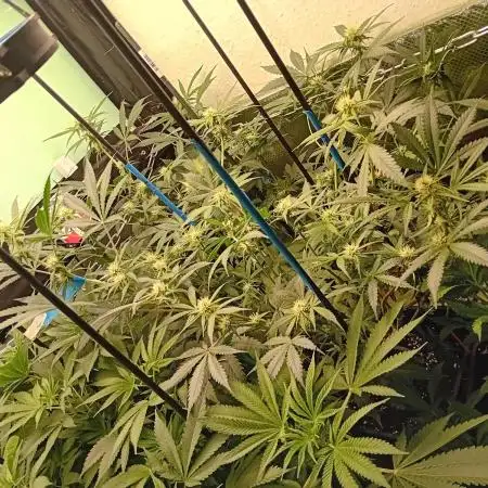 GG4 Auto "OriginalSensible"