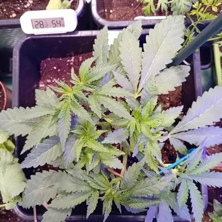 Amnesia XXL - Fem    "LINDA SEEDS"