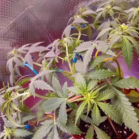 Micro-Grow below 100 Watt