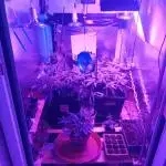 GG4 Auto "OriginalSensible"